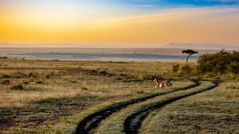 Lire la suite à propos de l’article Les dix meilleures destinations de voyage en Afrique