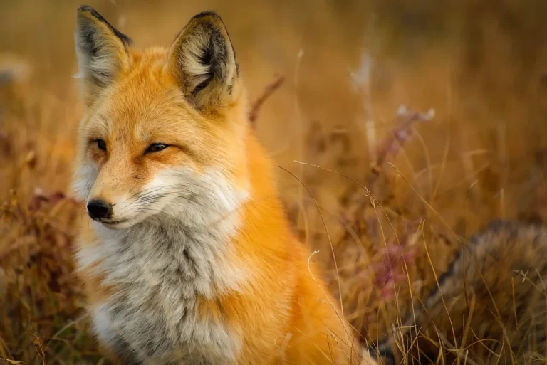 Lire la suite à propos de l’article Les meilleurs endroits au monde pour faire de la photographie animalière