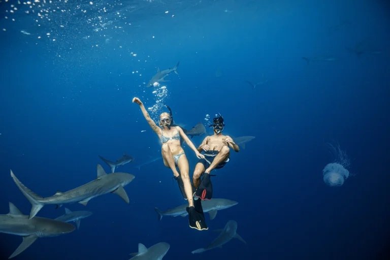 Lire la suite à propos de l’article Les meilleurs endroits au monde pour faire de la plongée avec les requins
