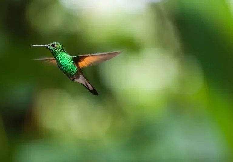 Lire la suite à propos de l’article Les meilleurs endroits au monde pour faire de l’observation des oiseaux